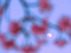 下弦の月と桜