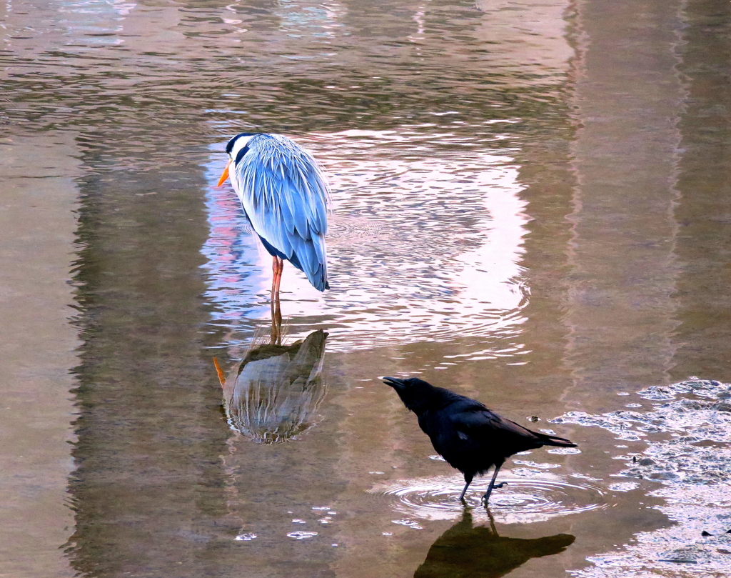 どうしたカァ？？