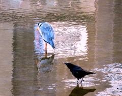 どうしたカァ？？