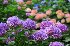 紫陽花