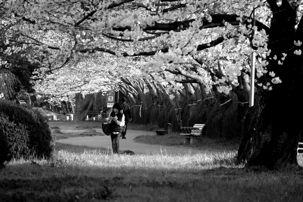 お気に入りの桜並木
