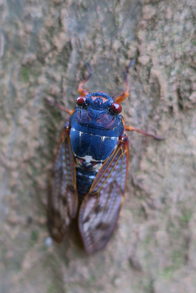 cicada(蝉）
