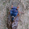 cicada(蝉）
