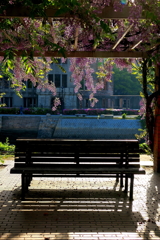 ２）Wisteria（藤の花）