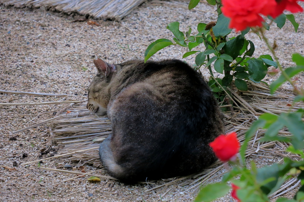 薔薇の袂に眠り猫