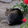 薔薇の袂に眠り猫