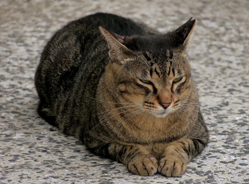 野良ニャン