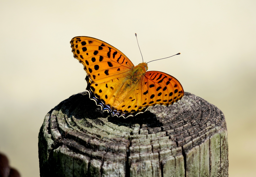 ツマグロヒョウモン