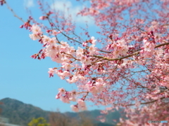 sakura