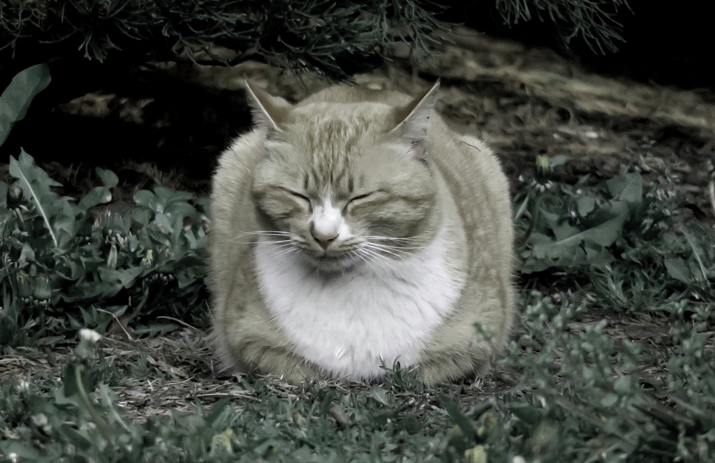 今朝の野良ニャン
