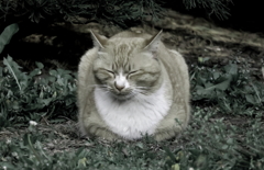 今朝の野良ニャン