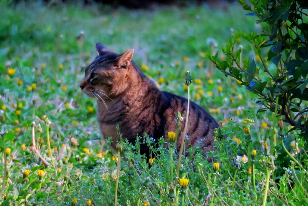 タンポポに囲まれて・・（野良ニャン）