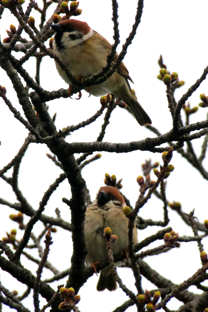 Sparrows（スパローズ）