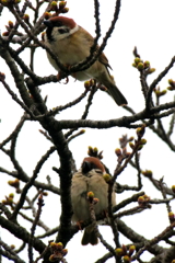 Sparrows（スパローズ）