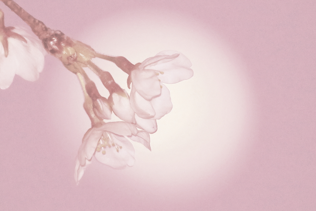 3)下弦の月と桜