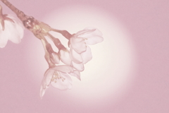 3)下弦の月と桜