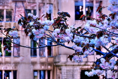 ドームと八重桜