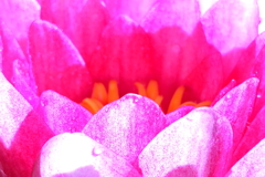Waterlily（睡蓮）