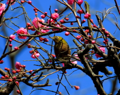 紅梅にメジロ