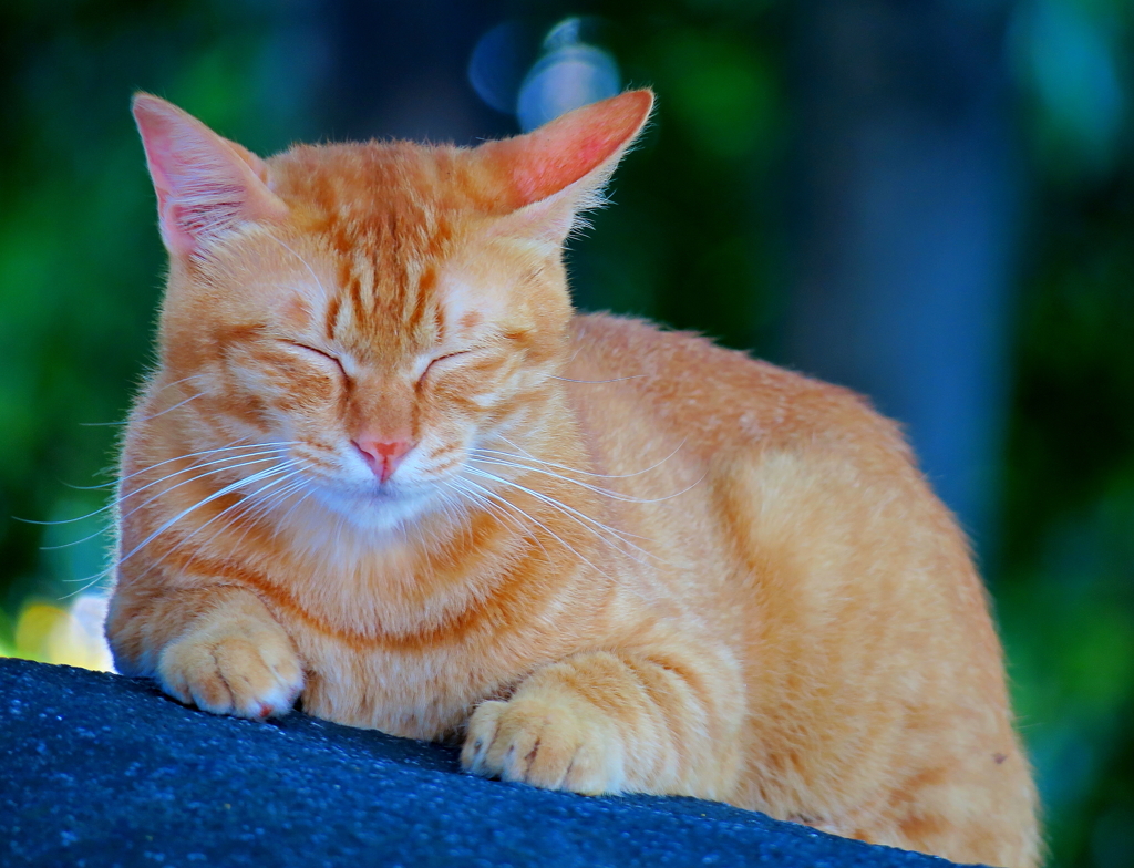 眠り猫（野良）