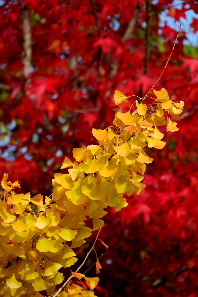 紅葉と黄葉