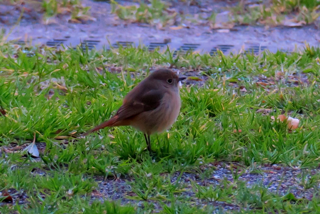 Wild bird（野鳥）