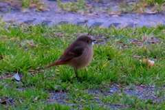 Wild bird（野鳥）