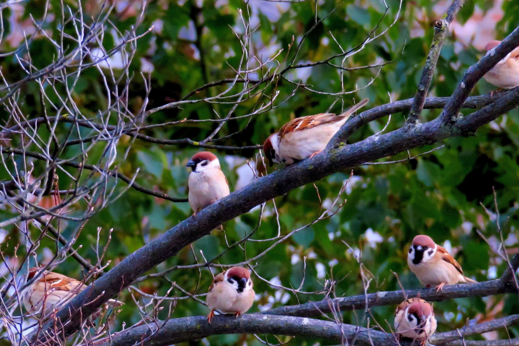 雀の生る樹～(´▽｀*)