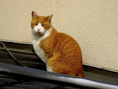 屋根の上のニャンコ