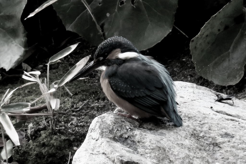 翡翠（退色加工）