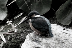 翡翠（退色加工）