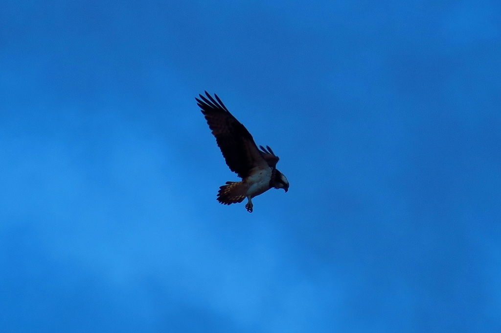 ミサゴ（osprey）のホバリング