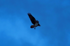 ミサゴ（osprey）のホバリング