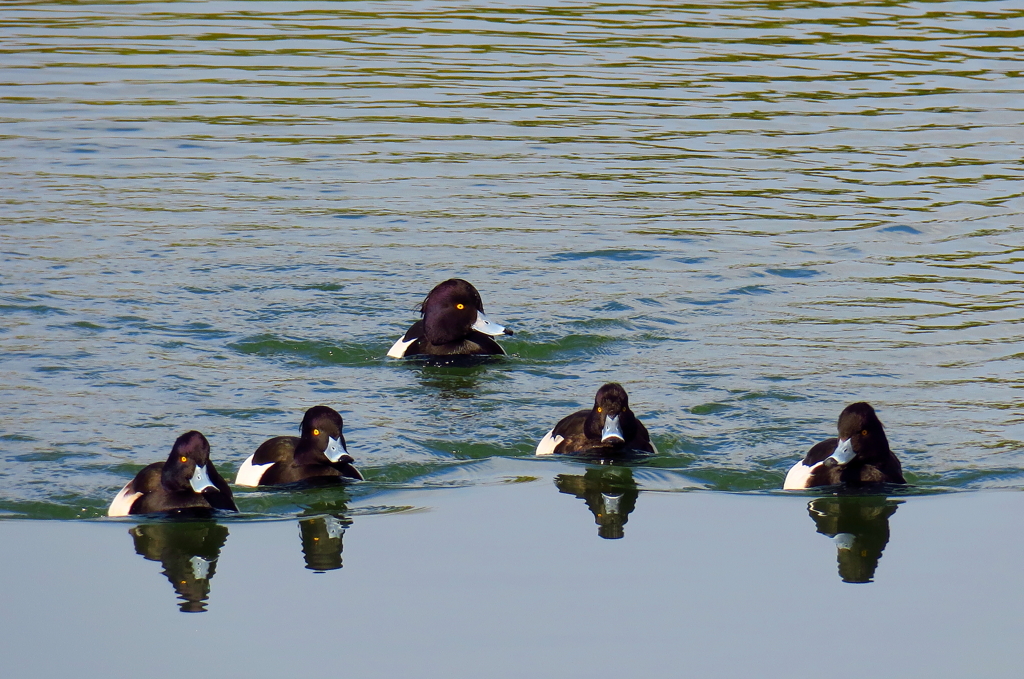 ビロードキンクロ