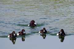 ビロードキンクロ