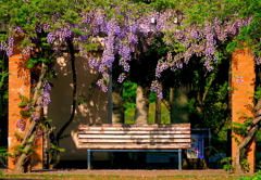 3)Wisteria(藤の花) 3)Wisteria(藤の花)