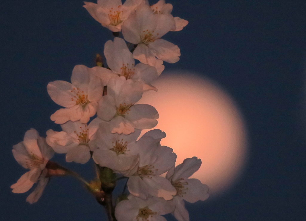 2)下弦の月と桜