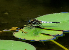 蜻蛉（シオカラかな？）