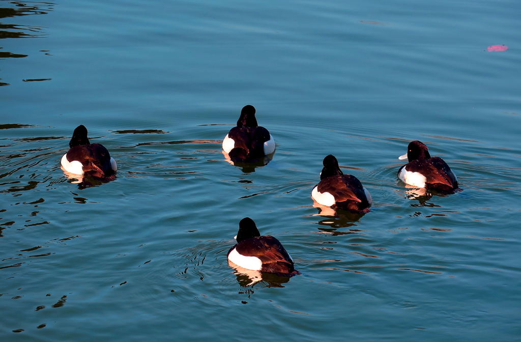 ビロードキンクロ