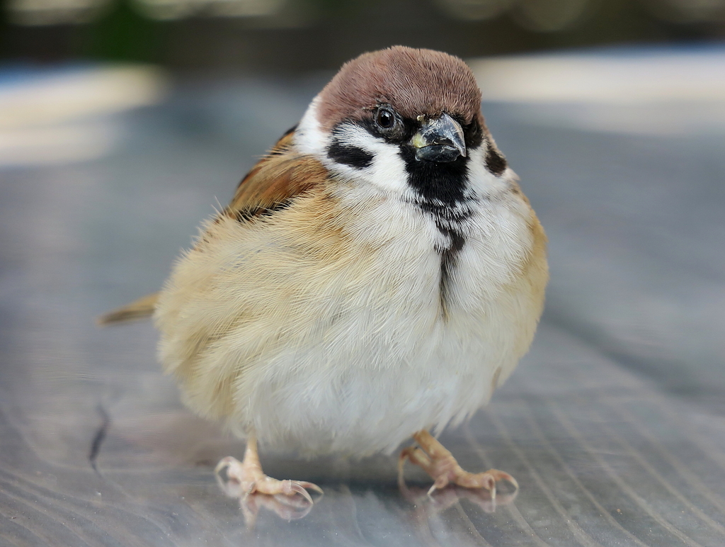 モフモフ雀