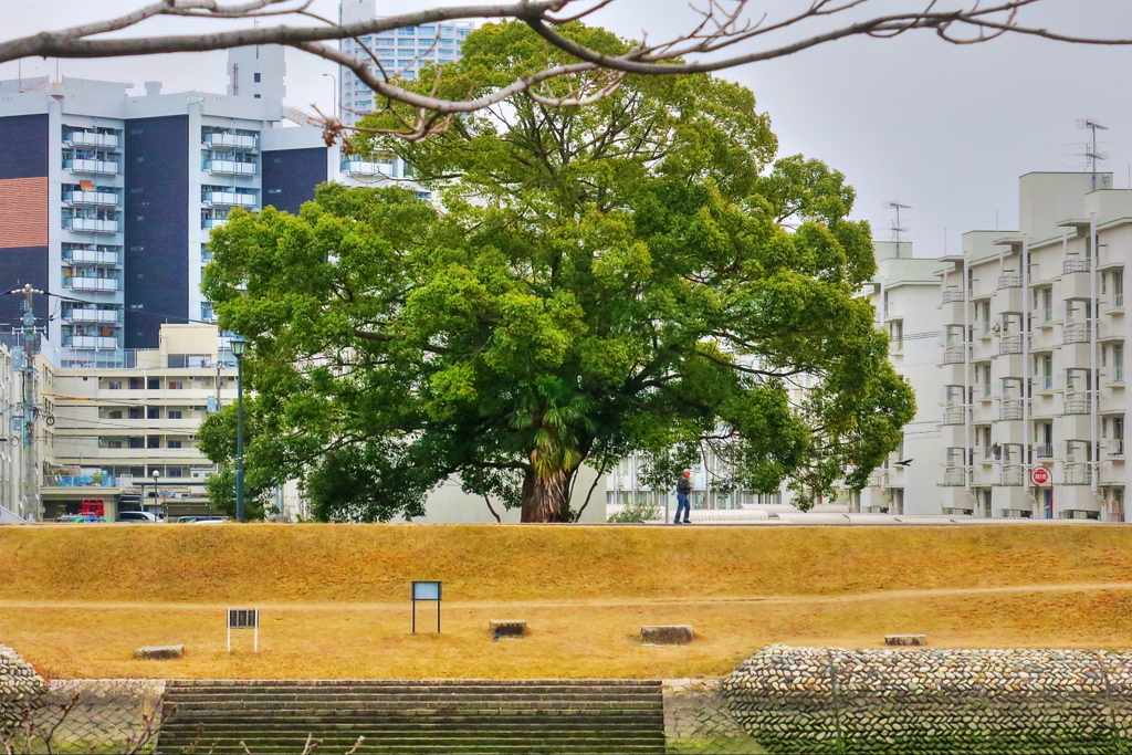対岸の大クス（HDR)