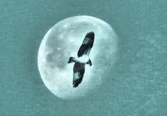 明けの月とミサゴ（絵画調）