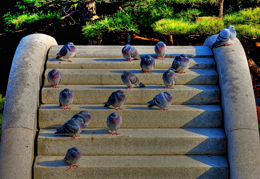 鳩（HDR)