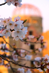桜と夕陽に赤く染まるドーム