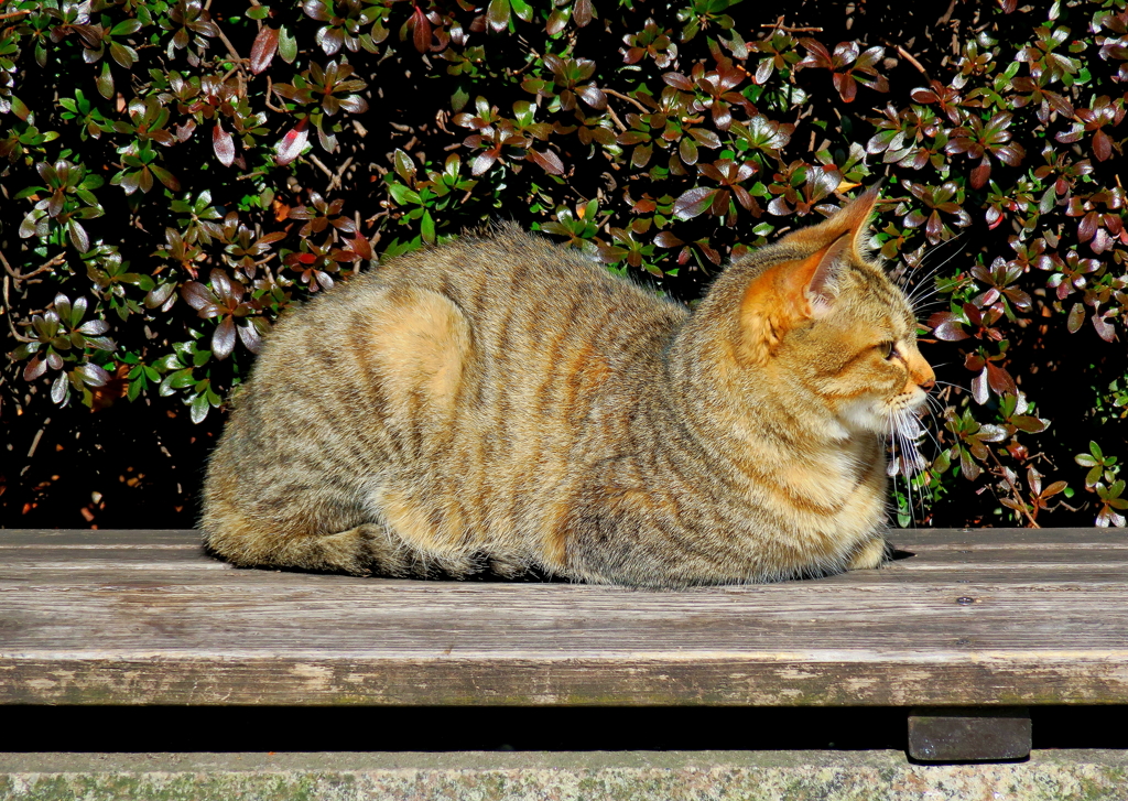 公園のニャンコ