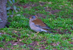 Wild bird（野鳥）