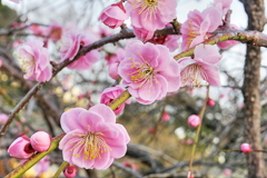 桃かなぁ？いや！梅かも？