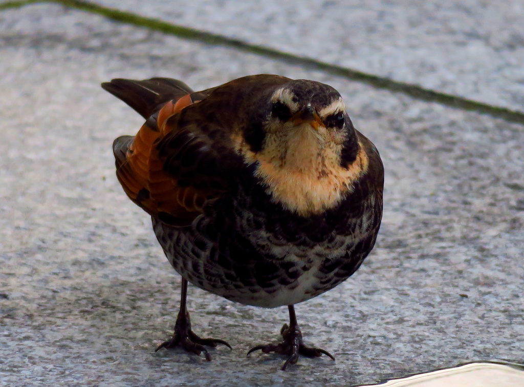 ツグミなのに何故かウズラにみえる・・