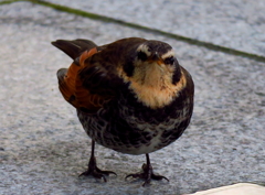 ツグミなのに何故かウズラにみえる・・