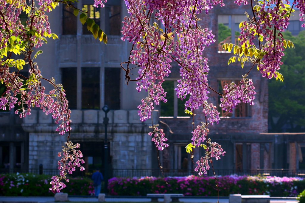 １）Wisteria（藤の花）